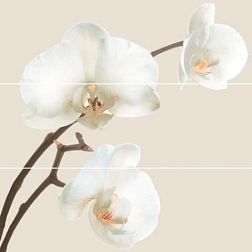 Ibero Fusion C-5 Orquidea Панно 75x75 (из 3-х плиток) см