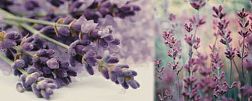 Ibero Charme Decor Dreams B Декор 20х50 см