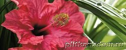 Cerrol Imperia Hibiskus Centro 1 Декор 20x50 см