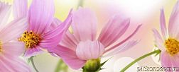 Cerrol Formula Flores Centro Декор 20х50 см