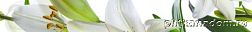 Cerrol Imperia Collina Listwa Бордюр 6,5х50 см