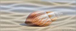 Cerrol Durango Playa A Centro Wave Декор одна ракушка 20x50 см