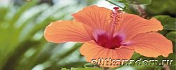 Cerrol Imperia Flora Centro Декор 20x50 см