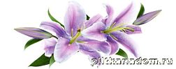 Cerrol Imperia Violetta Centro Декор 20x50 см
