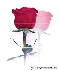 Cerrol Imperia Rosarium Панно (из 3-х штук) 60x50 см