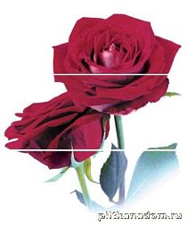 Cerrol Imperia Rosarium 2 Панно (из 3-х штук) 60x50 см